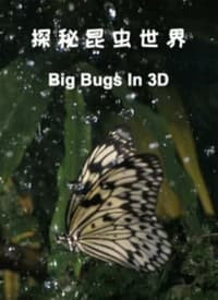 探秘昆虫世界海报