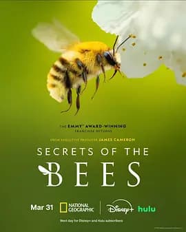 蜜蜂的秘密海报